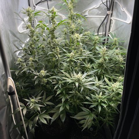 LSD Auto growlog timeline photo