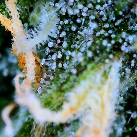LSD Auto growlog timeline photo