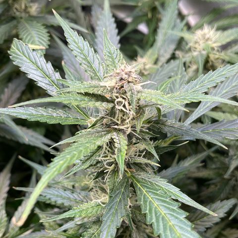 LSD Auto growlog timeline photo