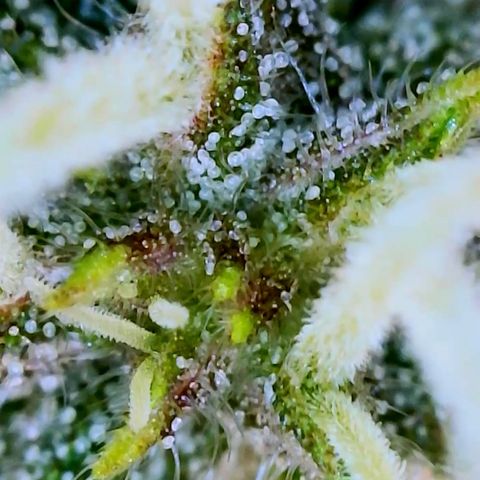 LSD Auto growlog timeline photo
