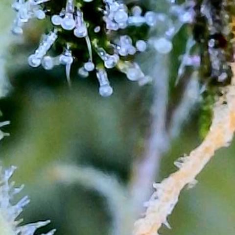 LSD Auto growlog timeline photo