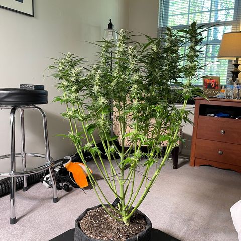 Runtz Auto growlog timeline photo