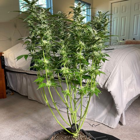 Runtz Auto growlog timeline photo