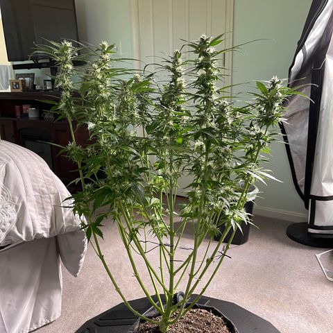 Runtz Auto growlog timeline photo