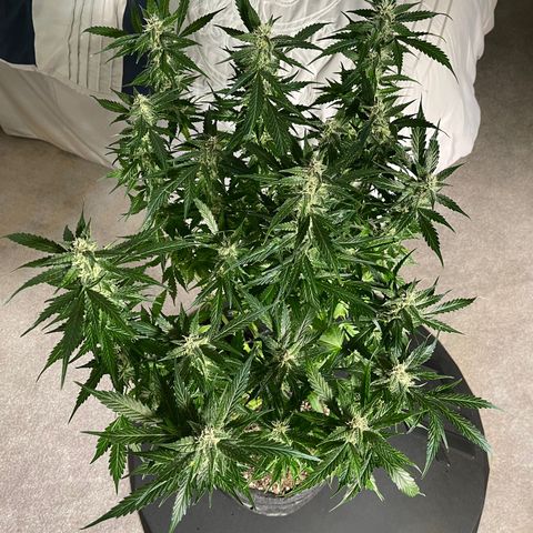 Runtz Auto growlog timeline photo