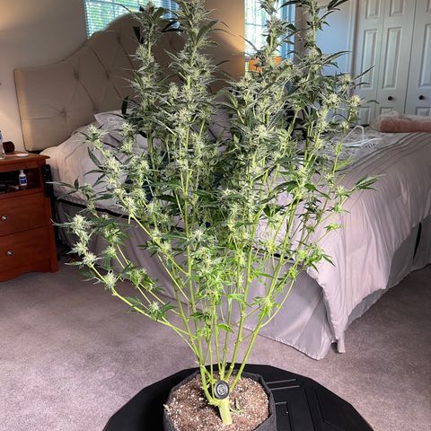 LSD Auto growlog timeline photo