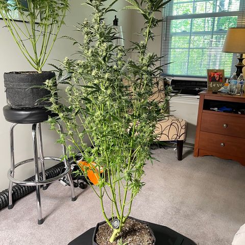 LSD Auto growlog timeline photo