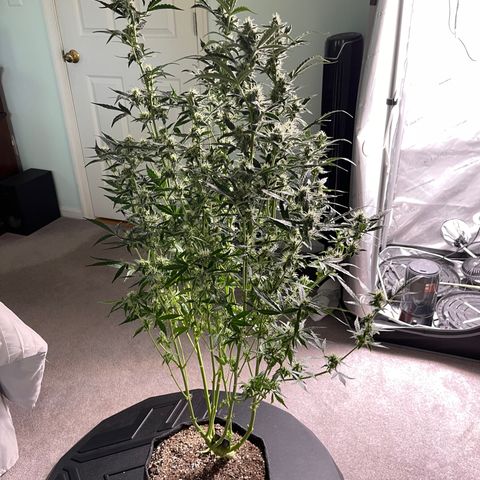 LSD Auto growlog timeline photo