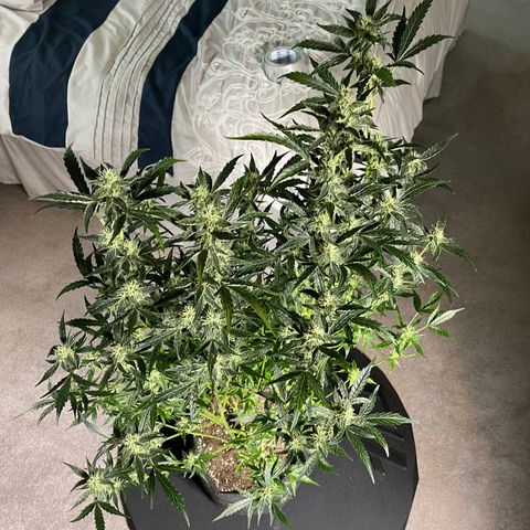 LSD Auto growlog timeline photo