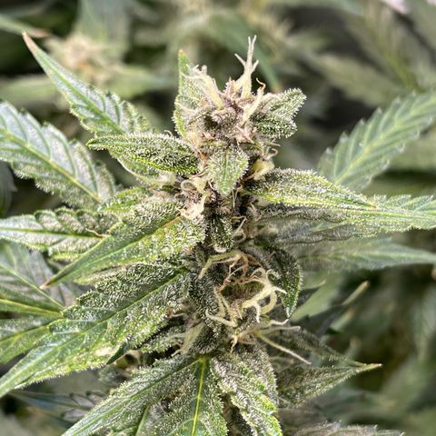 LSD Auto growlog timeline photo