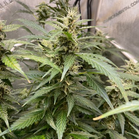 LSD Auto growlog timeline photo