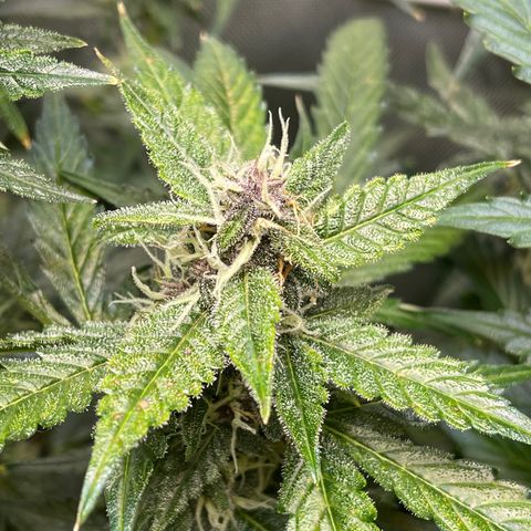 LSD Auto growlog timeline photo