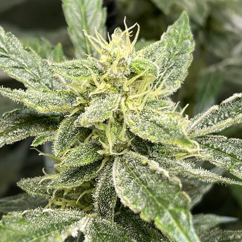 Runtz Auto growlog timeline photo