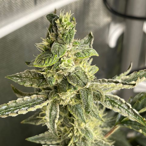 Runtz Auto growlog timeline photo