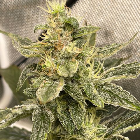 Runtz Auto growlog timeline photo