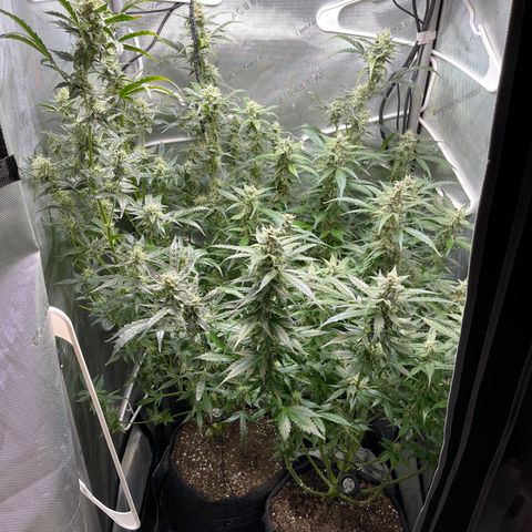 LSD Auto growlog timeline photo