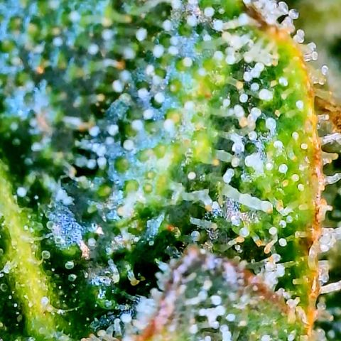 Runtz Auto growlog timeline photo