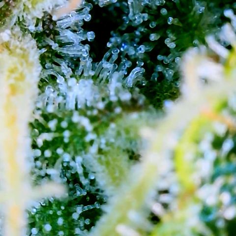Runtz Auto growlog timeline photo