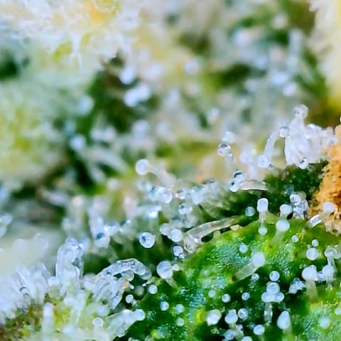 Runtz Auto growlog timeline photo