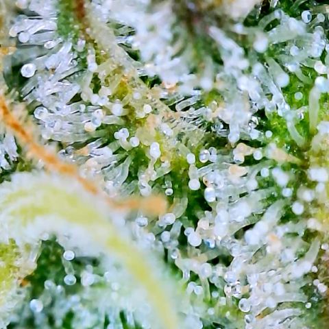 Runtz Auto growlog timeline photo