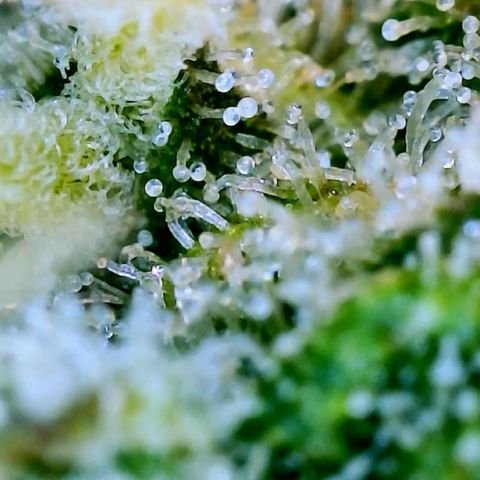 Runtz Auto growlog timeline photo