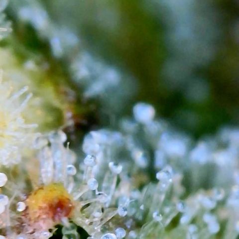 Runtz Auto growlog timeline photo