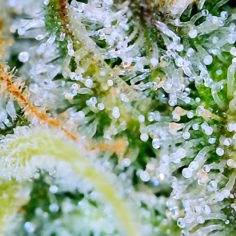 Runtz Auto growlog timeline photo
