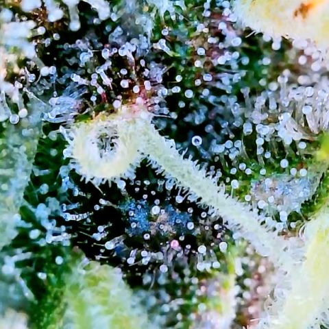 LSD Auto growlog timeline photo