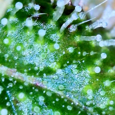 LSD Auto growlog timeline photo