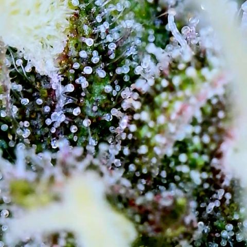 LSD Auto growlog timeline photo