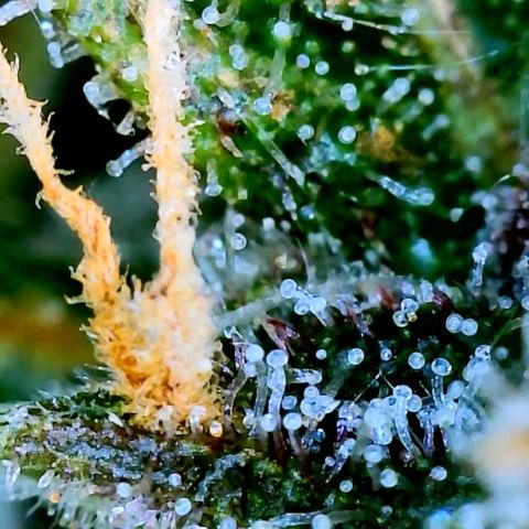 LSD Auto growlog timeline photo