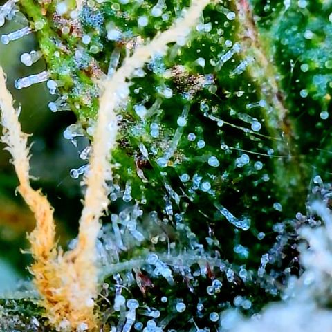 LSD Auto growlog timeline photo
