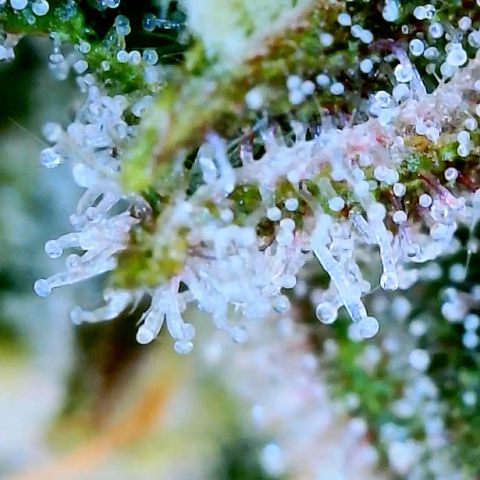 LSD Auto growlog timeline photo