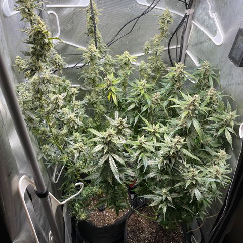 LSD Auto growlog timeline photo