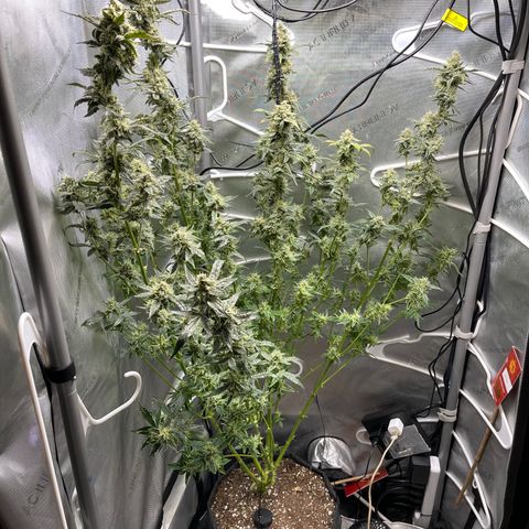 Runtz Auto growlog timeline photo