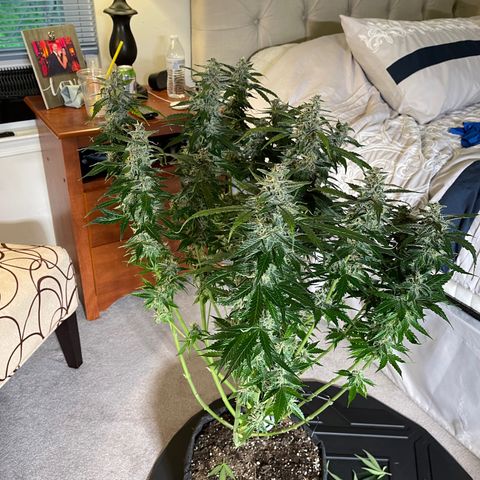 LSD Auto growlog timeline photo