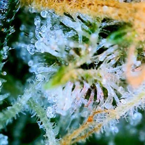 LSD Auto growlog timeline photo