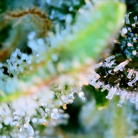 LSD Auto growlog timeline photo