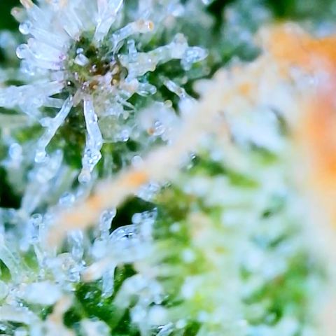 LSD Auto growlog timeline photo