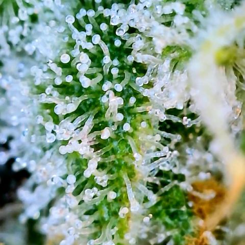 LSD Auto growlog timeline photo