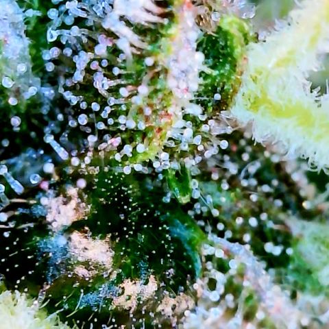 LSD Auto growlog timeline photo