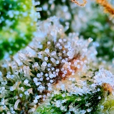Runtz Auto growlog timeline photo