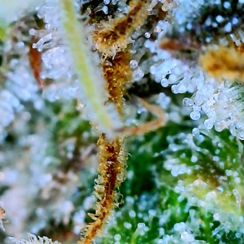 Runtz Auto growlog timeline photo