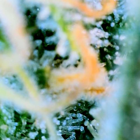 Runtz Auto growlog timeline photo