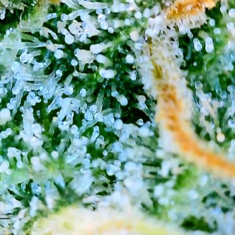 Runtz Auto growlog timeline photo