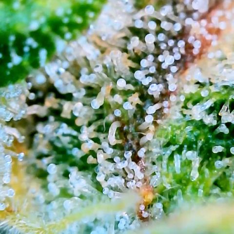 Runtz Auto growlog timeline photo