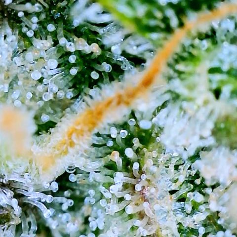 Runtz Auto growlog timeline photo