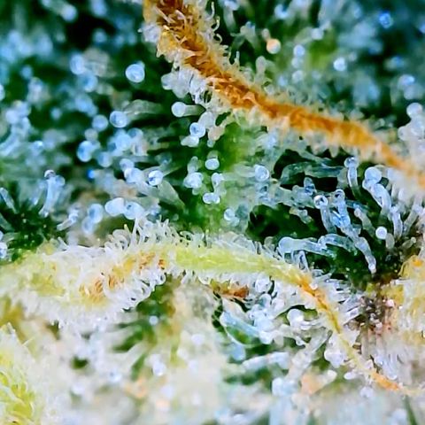 Runtz Auto growlog timeline photo