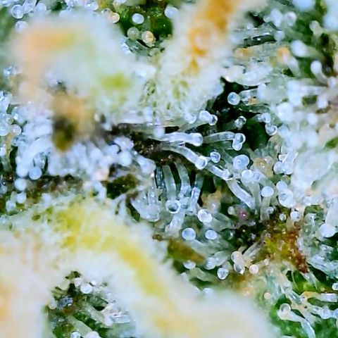 Runtz Auto growlog timeline photo
