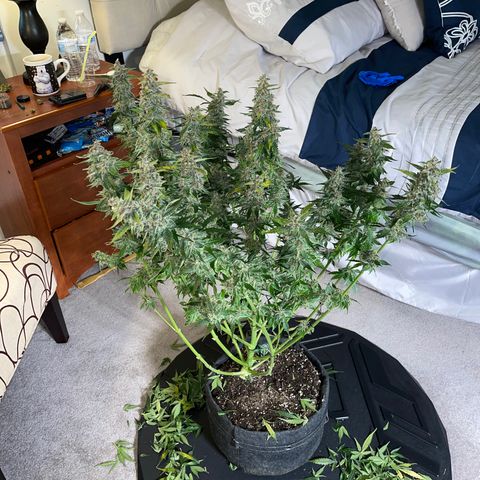 LSD Auto growlog photo: Harvested
